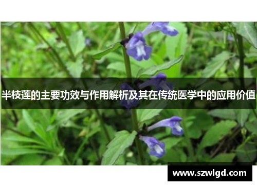 半枝莲的主要功效与作用解析及其在传统医学中的应用价值