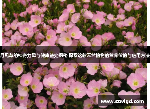 月见草的神奇力量与健康益处揭秘 探索这款天然植物的营养价值与应用方法 月见草的神奇力量与健康益处揭秘 探索这款天然植物的营养价值与应用方法